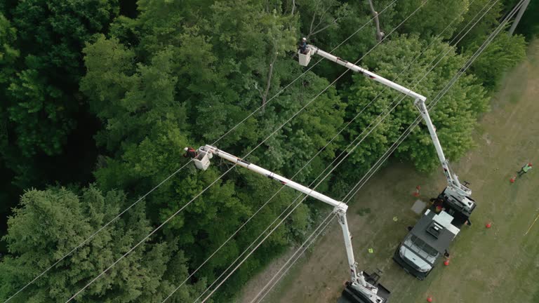 How Our Tree Care Process Works  in  Chanhassen, MN